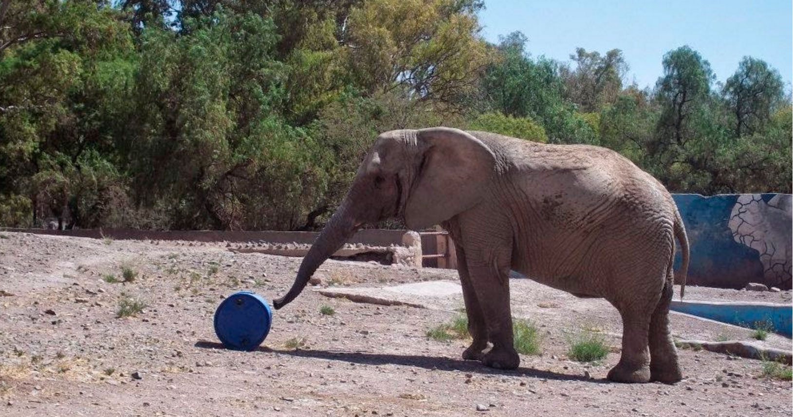 Uno de los ejemplares del ZOO DE MENDOZA