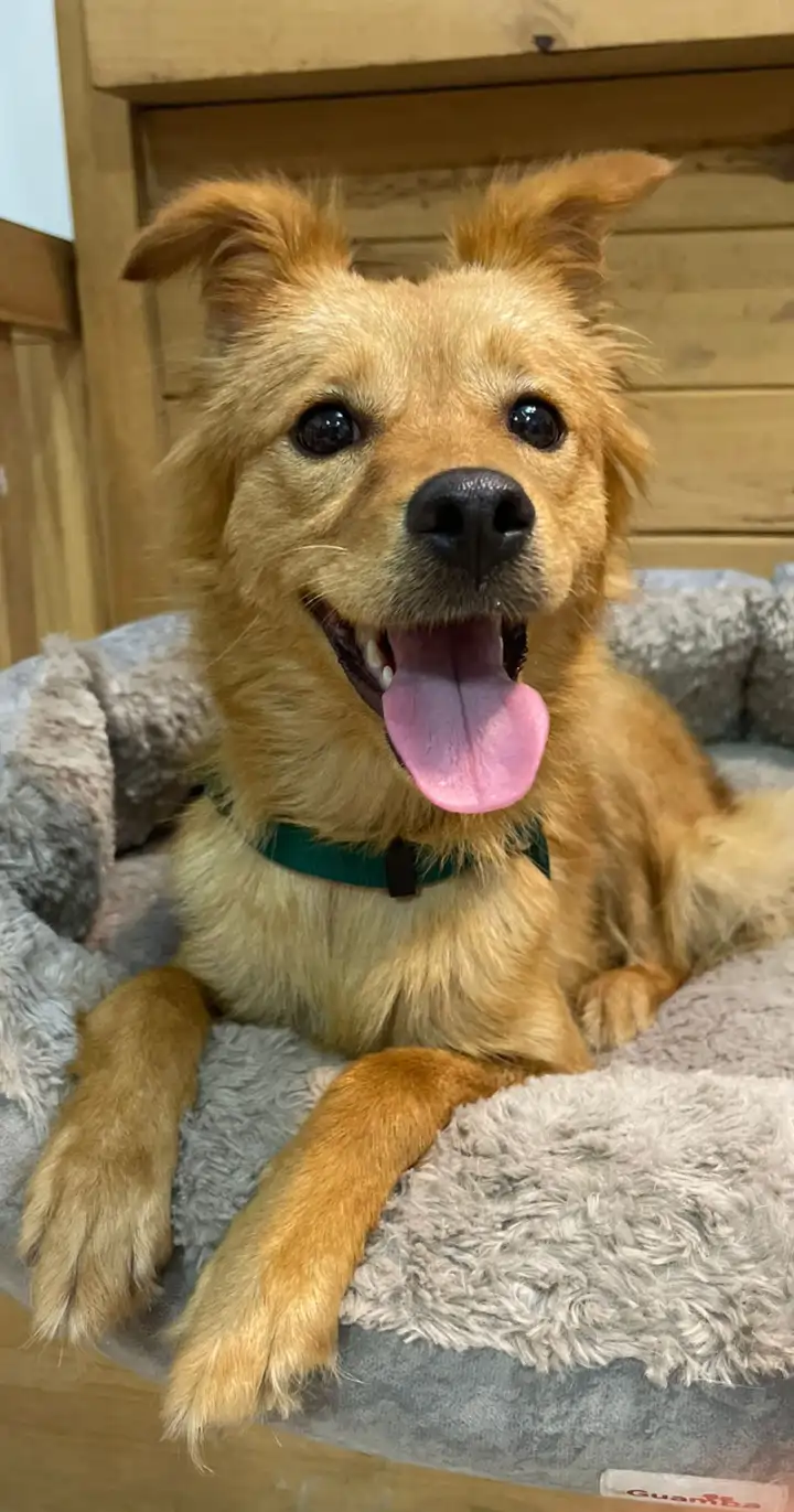 Perrita rescatada de 9 meses en proceso de adopción responsable